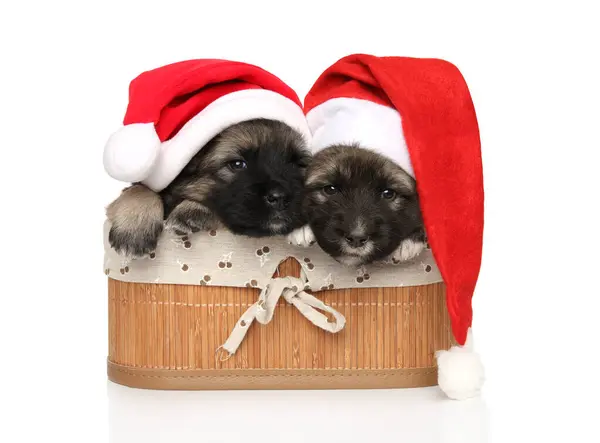 Caucasian Shepherd Puppies Basket Dressed Red Santa Hats — Stock Photo, Image