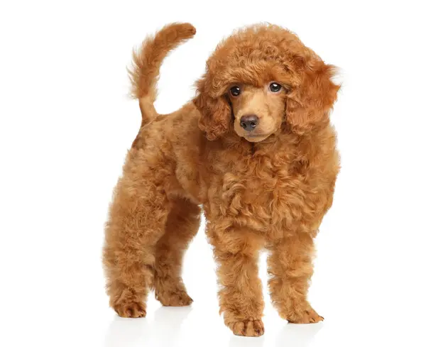 Standing Toy Poodle Puppy Portrait White Background — Stock Photo, Image