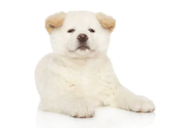 白い日本人秋田稲妻子犬が白い背景に横たわり かわいい表情でカメラを眺めている ストック画像