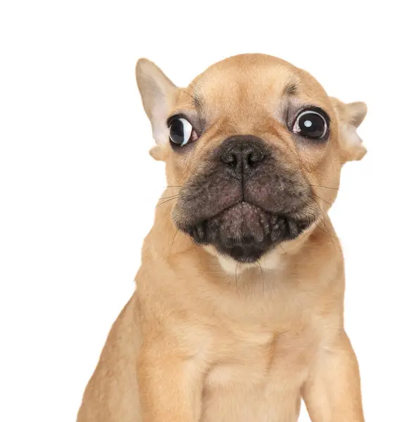Porträt Eines Verängstigten Französischen Bulldoggen Welpen Isoliert Auf Weißem Hintergrund lizenzfreie Stockbilder