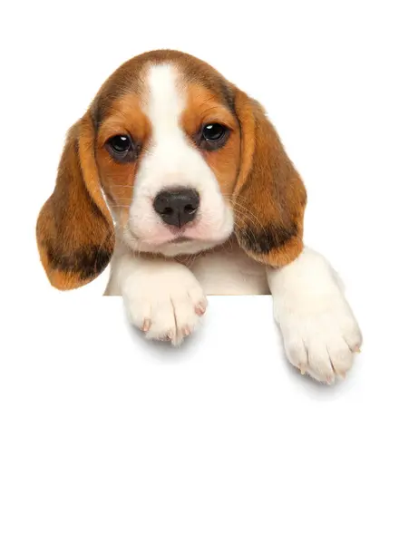 Beagle Puppy Boven Banner Geïsoleerd Witte Achtergrond Stockfoto
