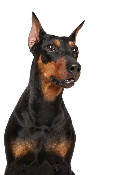 Funny German Pinscher White Background Studio Shooting Royalty Free Stock Photos