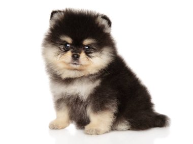 Şirin Pomeranian Spitz köpeği beyaz arka planda pofuduk kürkünü sergiliyor.
