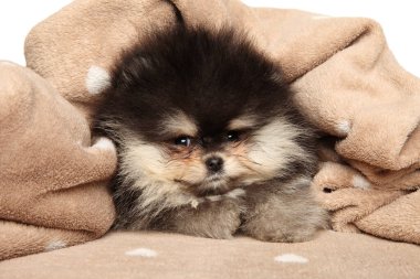 Pomeranian Spitz köpeği yumuşak bir ekoseyle dinleniyor. Yavru hayvan teması