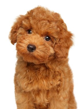 Beyaz arka planda kırmızı bir oyuncak köpek yavrusu.