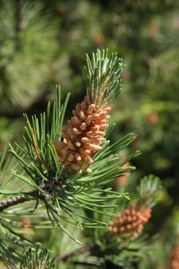 Çam kozalaklı, yemyeşil bir dala yakın çekim. Dal yeşil iğnelerle kaplıdır ve çam kozalağı zengin bir kahverengi renktir.