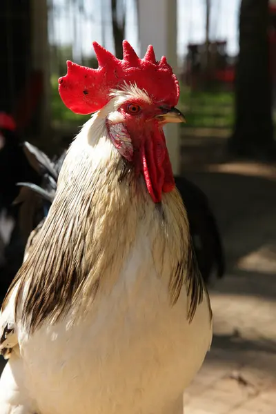 stock image Close-up of a rooster with vibrant red comb, standing outdoors on a sunny day