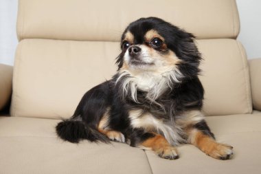 Açık renkli bir sandalyede rahatça uzanan bir Chihuahua köpeği..