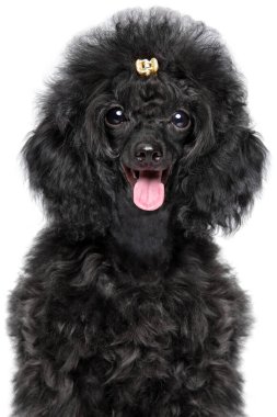 Sevimli siyah kaniş köpeği, neşeli bir ifadesi ve kıvırcık paltosu var.