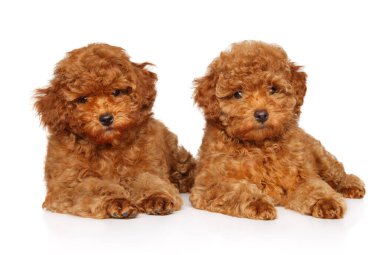 Yumuşak kahverengi kürklü iki sevimli kaniş yavrusu beyaz bir arka planda birlikte oturuyorlar, sakin ve tatlı görünüyorlar.