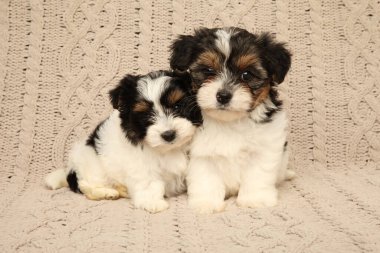 Two Biewer Yorkie puppies sitting closely on a beige textured background, displaying a warm and affectionate companionship. clipart