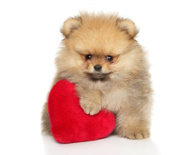 Beyaz arka planda kırmızı kalp şeklinde pelüş bir oyuncakla poz veren pofuduk Pomeranya köpeği, sevimli ve oyuncu görünüyor..