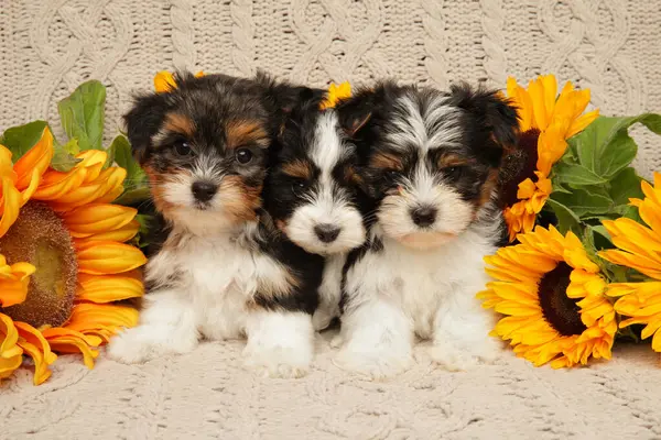 stock image Three cute Biewer Yorkie puppies sitting closely together surrounded by bright yellow sunflowers, showcasing a charming and playful scene