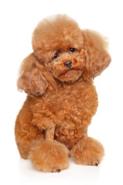 Beyaz arka planda tüylü kırmızı bir kanişin portresi, sevimli ve ilginç bir ifadeyi gösteriyor..