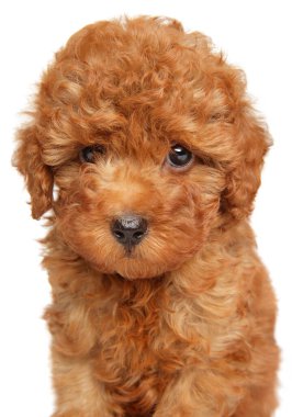 Küçük, tüylü, kırmızı bir kaniş köpeğinin yakın plan portresi. Büyük kahverengi gözlü..