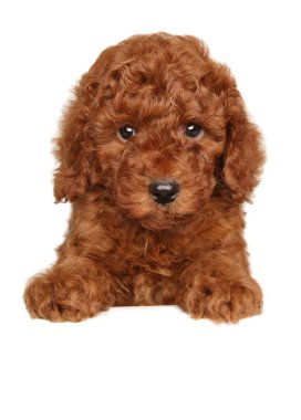 Beyaz arka planda uzanan sevimli kırmızı kaniş yavrusu doğrudan kameraya bakıyor.