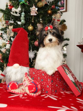 Biewer Yorkie puppy with a red bow sitting in a Christmas-themed box surrounded by festive decorations and a Christmas tree clipart