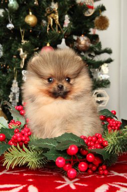 Noel süsleriyle çevrili Pomeranya köpeği kırmızı böğürtlenler ve şenlik masasında yeşil çam dallarıyla