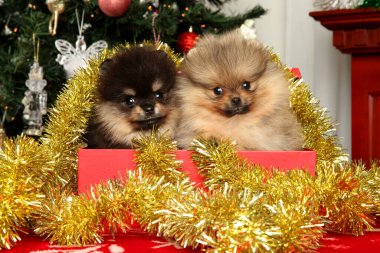 Kırmızı bir kutuda oturan iki küçük Pomeranya yavrusu. Arka planda neşeli bir Noel ağacı olan altın süslemelerle çevrili.