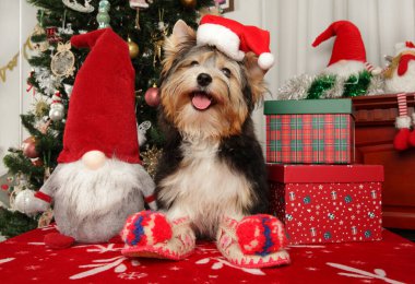Noel Baba şapkası takan bisikletçi Yorkie Noel süsleri, hediyeler ve Noel ağacıyla çevrili bir şenlik masasında oturuyor.