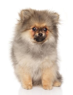 Açık kahverengi ve gri kürklü, el değmemiş beyaz bir arka planda oturan sevimli Pomeranya köpeği.