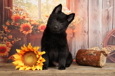 Canlı bir köpek yavrusu, neşeli bir bekçi köpeği, ayçiçekleri ve kırsal manzarayla dolu ahşap bir çıkıntıya tünemiş, enerji dolu.
