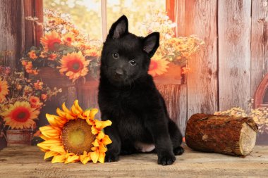 İki aylık bir köpek yavrusu, sağlam bir koruyucu, tahta bir üste ayçiçekleriyle oturmuş, sadık ruhunu ön plana çıkarıyor.