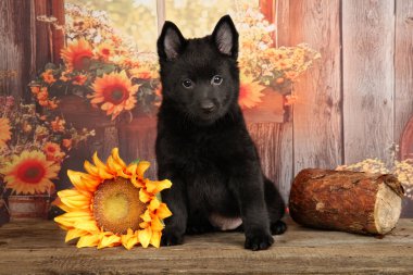 İki aylık enerjik bir köpek yavrusu, kompakt bir koruyucu, tahta bir yüzeye oturmuş ayçiçekleri ve kırsal bir zemin ile, büyüleyici bir cazibe yayıyor.