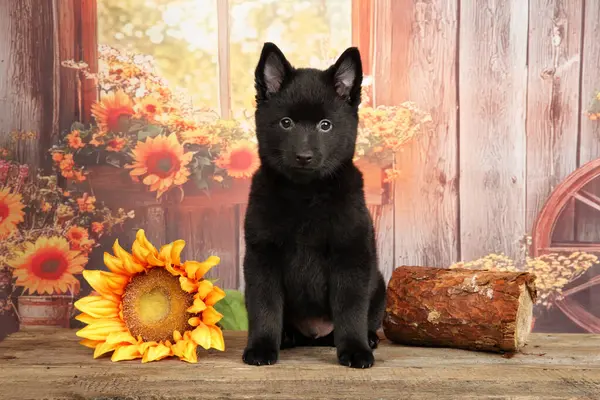 Cesur iki aylık köpek yavrusu, kararlı bir kompakt koruyucu, ayçiçekleri ile ahşap bir rafta özgüvenle dengelenmiş, uyanık doğasını yayıyor.