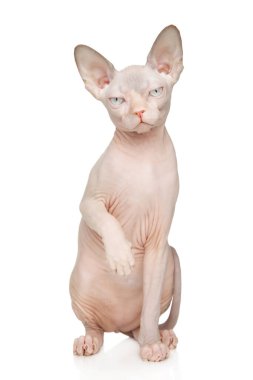 Sphynx kedisi oturuyor, patileri havada, tüysüz bir cins, anlamlı.