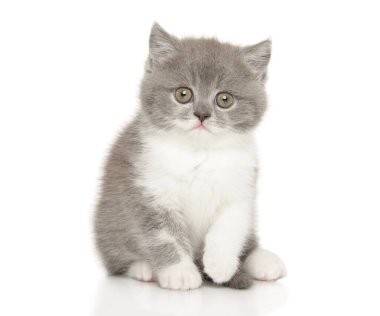 Beyaz arka planda oturan şirin gri beyaz İngiliz Shorthair kedisi, yakın plan portresi.