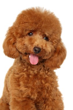 Kıvırcık kürklü sevimli kızıl kaniş yavrusu oturuyor ve dilinin dışarı çıkmasını bekliyor.