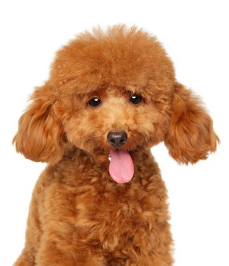 Büyüleyici kızıl oyuncak kaniş, yuvarlak gözlü, kabarık kulaklı ve beyaz arka planda oturan ağzı açık.