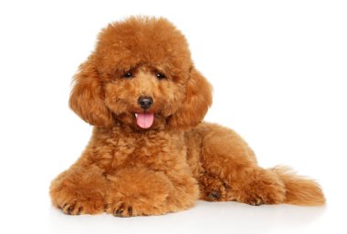 Kıvırcık tüylü ve sarkık kulaklı kırmızı oyuncak kaniş önde uzanıyor, pembe dil dışarıda, parlak gözler, küçük yapıda, neşeli ve akıllı ifade