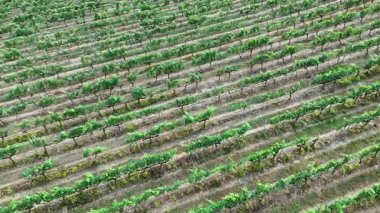 Gökyüzünün altındaki dağlarla çevrili üzüm bağlarının panoramik drone görüntüsü. Yüksek kaliteli 4K çözünürlüklü şarap üreten bölgelerin güzelliğini yakalar