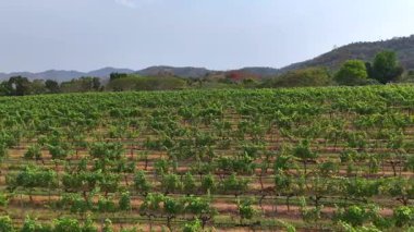 İHA uçuşu mavi gökyüzünün altında simetrik bağları gösteriyor. Tarımsal üretim, organik tarım ve şarap endüstrisi pazarlaması için elverişli