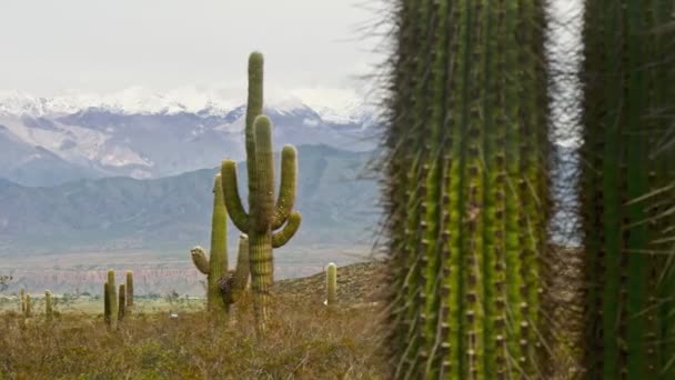 Argentinien Salta Los Cardones Nationalpark Großer Kaktus Mit Verschneiten Bergen — Stockvideo