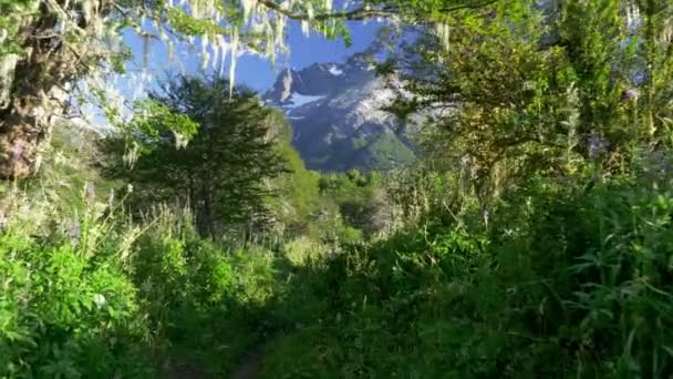 Prachtige Natuur Van Patagonië Wandelen Door Groen Bos Cerro Tronador — Stockvideo
