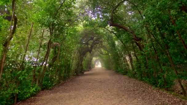 Сади Бобболі Флоренція Італія Прогулюючись Тінистій Арочній Стежці Парку Боболі — стокове відео