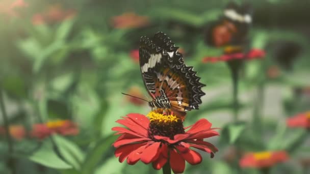 Papillons Monarques Sur Fleur Rouge Papillon Recueille Pollen Fleur Envole — Video