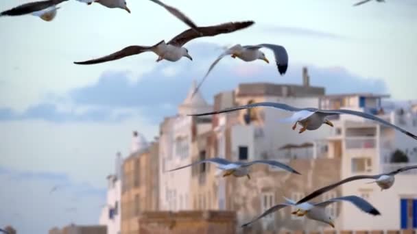 Spowolniony Ruch Mew Latających Pobliżu Targu Rybnego Essaouira Maroko Domy — Wideo stockowe
