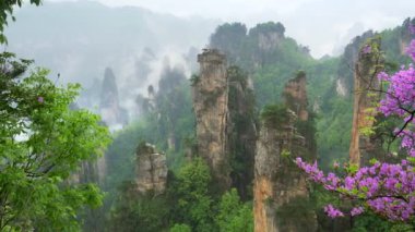 Zhangjiajie Orman Parkı, Çin. İlkbaharda çekimler. Zhangjiajie Orman Parkı 'nda çiçek açan pembe ağaçlar ve sabah sisi Avatar Yüzen Dağlar. 4K, UHD