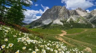 Dolomitler, İtalya. Çiçekleri, yeşil çayırları ve dağları olan dağlık bir arazi. Yazın Falzarego Geçidi. Kamera Dolomitler, İtalya 'daki çayırlarda çiçeklerle hareket ediyor. 4K UHD