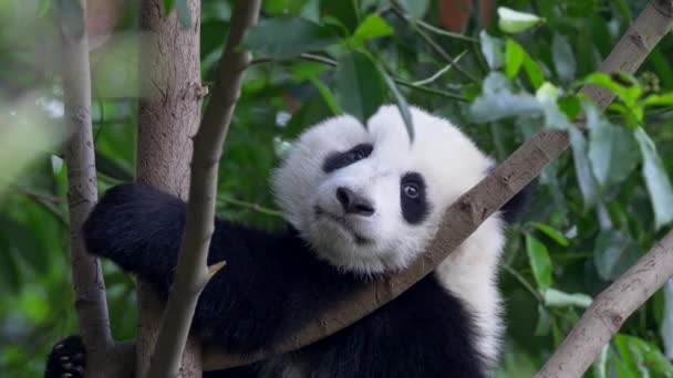 パンダの赤ちゃんは木の上で寝ることになるクマ 赤ちゃんパンダは足で目を閉じて木の上で休んでいます Uhd — ストック動画