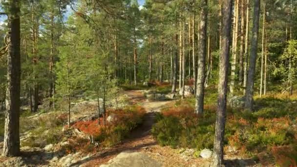 핀란드의 공원에 거닐다 Repovesi 공원의 나무와 사이를 카메라 — 비디오