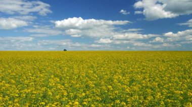 Mavi gökyüzünün altında bulutlarla çiçek açan rapçiler. Çiçek açan sarı kolza yağı tarlası. Parlak yaz günü. 4K, UHD