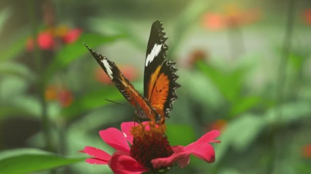 花にモナーク蝶 餌をやるとピンク色の花から黒い蝶とオレンジ色の蝶が飛んでいきます スローモーション — ストック動画