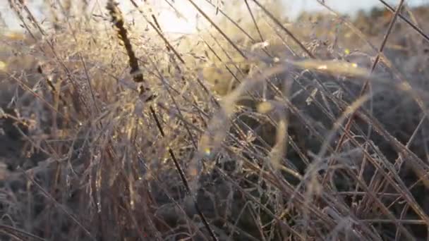 Gimbal Schuss Von Goldenen Stacheln Einer Wiese Frost Gefrorene Pflanzen — Stockvideo