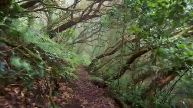 Walking path through magical misty green forest in Anaga Rural Park rainforest, Tenerife island, Spain. Fern bushes and swirling trees in fog on canary islands. Foggy green forest with rich flora in