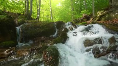 Ormandaki dağ nehrinin yavaş çekim görüntüleri. Yosun kaplı taşların arasından akan su akıntıları. Arkaplanda yeşil ağaçlar